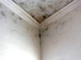 Trusted Niantic, CT Mold Inspection Experts